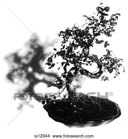 Bonsai View Large Photo Image Picture - Bonsai. Fotosearch