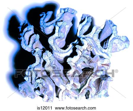 Stock Image - Coral. Fotosearch