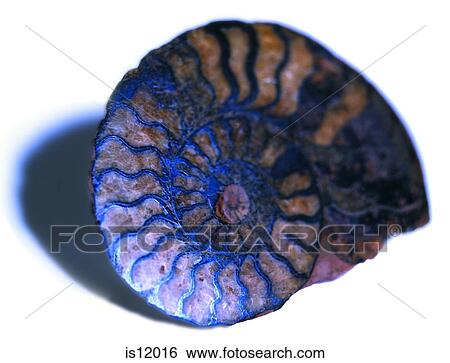 Stock Photograph - Fossil. Fotosearch