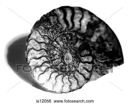 Stock Photograph - Fossil. Fotosearch