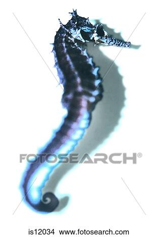 Sea horse View Large Photo Image Picture - Sea horse. Fotosearch