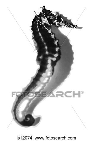 Sea horse View Large Photo Image Picture - Sea horse. Fotosearch