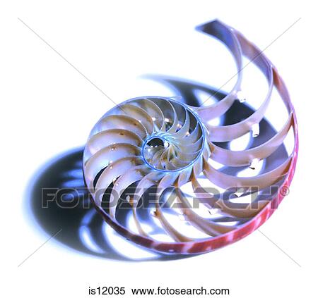 Shell View Large Photo Image Stock Photography - Shell. Fotosearch