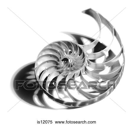 Shell View Large Photo Image Stock Photography - Shell. Fotosearch