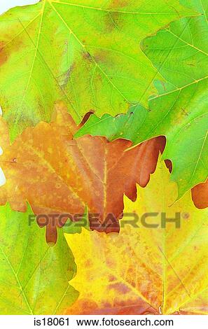 Autumn leaves View Large Photo Image Stock Image - Autumn leaves. Fotosearch