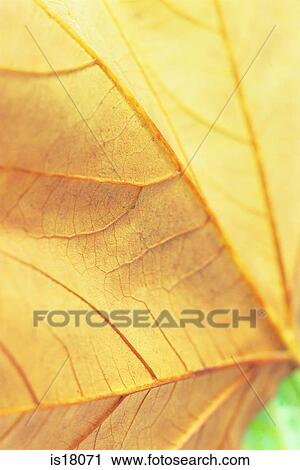 Stock Image - Autumn leaves. Fotosearch