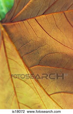 Autumn leaves View Large Photo Image Stock Image - Autumn leaves. Fotosearch
