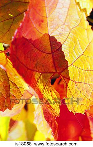 Autumn leaves View Large Photo Image Stock Photo - Autumn leaves. Fotosearch