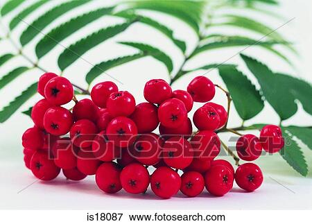 Berries View Large Photo Image Stock Photo - Berries. Fotosearch
