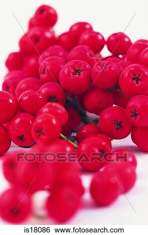 Berries View Large Photo Image Stock Photograph - Berries. Fotosearch