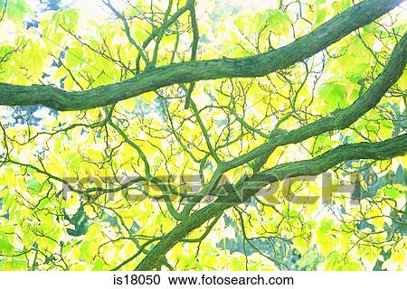 Stock Image - Branches of a tree. Fotosearch