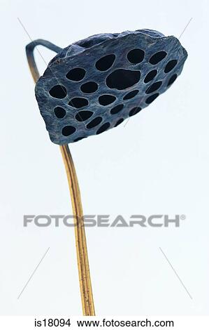 Picture - Brown lotus. Fotosearch