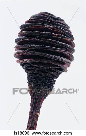 Brown lotus View Large Photo Image Stock Photograph - Brown lotus. Fotosearch