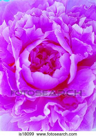Carnation View Large Photo Image Stock Photo - Carnation. Fotosearch