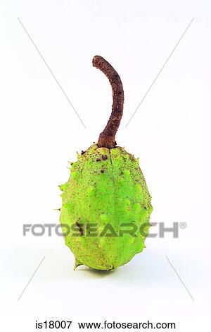 Chestnut View Large Photo Image Stock Photo - Chestnut. Fotosearch