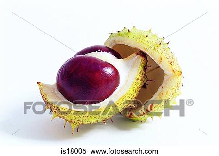 Chestnut View Large Photo Image Stock Photography - Chestnut. Fotosearch
