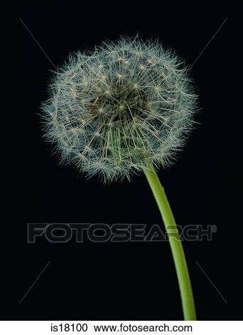 Dandelion View Large Photo Image Stock Image - Dandelion. Fotosearch