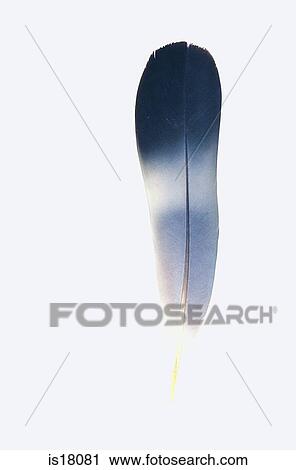 Feather View Large Photo Image Stock Image - Feather. Fotosearch