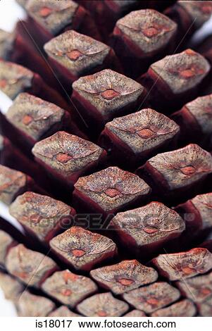 Stock Photo - Fir cone. Fotosearch
