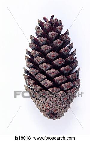 Stock Photo - Fir cone. Fotosearch