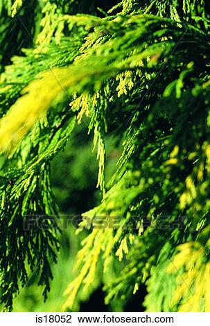 Stock Image - Fir tree. Fotosearch