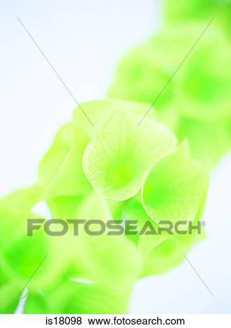 Foxglove View Large Photo Image Stock Photo - Foxglove. Fotosearch