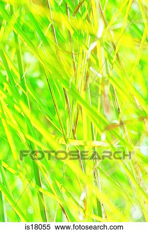 Stock Photography - Grass. Fotosearch