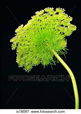 Hedge-parsley View Large Photo Image Stock Photo - Hedge-parsley. Fotosearch