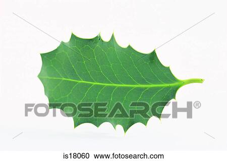 Holly leaf View Large Photo Image Stock Image - Holly leaf. Fotosearch