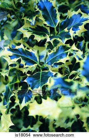 Holly leaves View Large Photo Image Picture - Holly leaves. Fotosearch