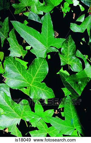Ivy leaves View Large Photo Image Stock Photo - Ivy leaves. Fotosearch