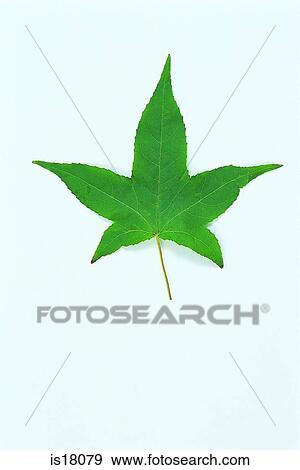 Leaf View Large Photo Image Stock Photo - Leaf. Fotosearch