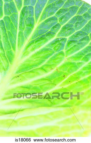 Leaf View Large Photo Image Stock Photograph - Leaf. Fotosearch