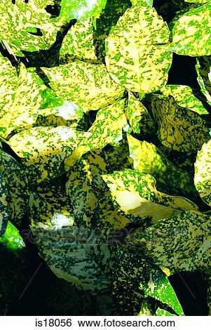 Leaves View Large Photo Image Stock Photograph - Leaves. Fotosearch