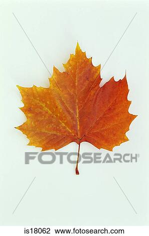 Stock Image - Maple leaf. Fotosearch