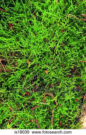 Stock Photo - Moss. Fotosearch