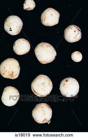 Mushroom View Large Photo Image Stock Photo - Mushroom. Fotosearch
