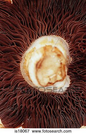 Stock Photo - Mushroom. Fotosearch