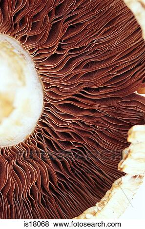 Stock Photo - Mushroom. Fotosearch