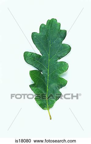 Stock Image - Oak leaf. Fotosearch