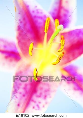 Stock Image - Orchid. Fotosearch