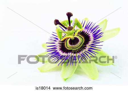 Picture - Passion flower. Fotosearch