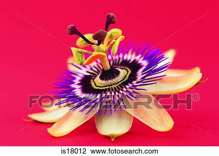 Stock Image - Passion flower. Fotosearch