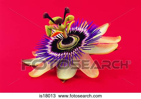 Stock Image - Passion flower. Fotosearch