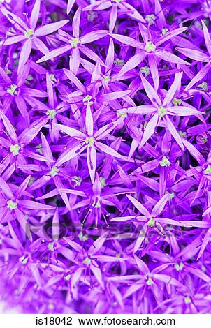 Stock Image - Purple flowers. Fotosearch