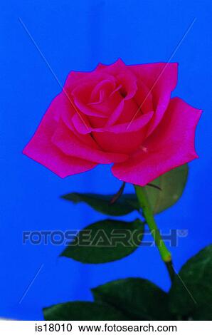 Stock Image - Rose. Fotosearch