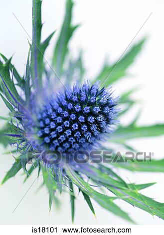 Sea-holly View Large Photo Image Stock Image - Sea-holly. Fotosearch