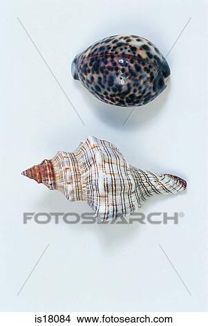 Sea shells View Large Photo Image Picture - Sea shells. Fotosearch