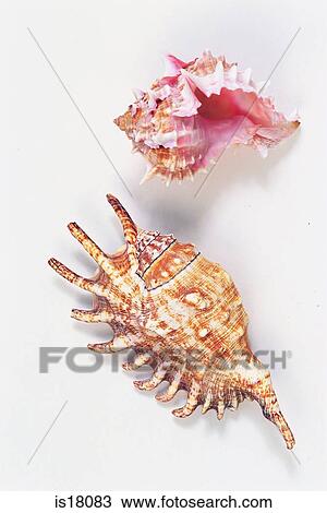 Sea shells View Large Photo Image Stock Image - Sea shells. Fotosearch