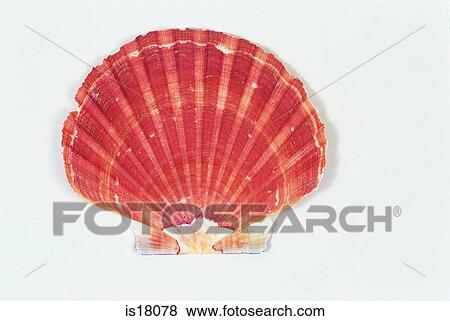Shell View Large Photo Image Stock Photo - Shell. Fotosearch